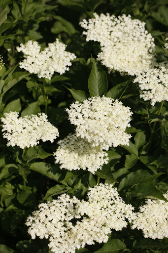Sambucus nigra 'Obelisk'